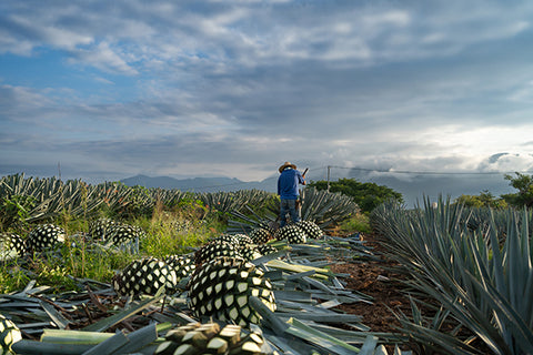 Hats Off to Agave Spirits [Sat 12:00pm]