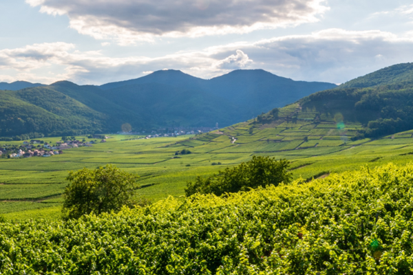 Trimbach Wine Dinner