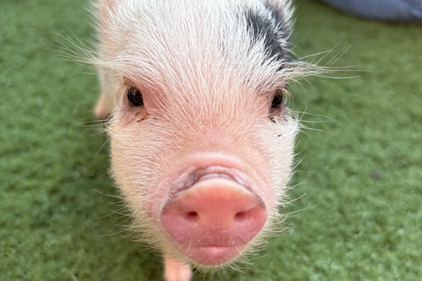 2026 Little Pours, Big Flavor: WhistlePig and Mini Piggies [Sat 1:00pm or 2:00pm]